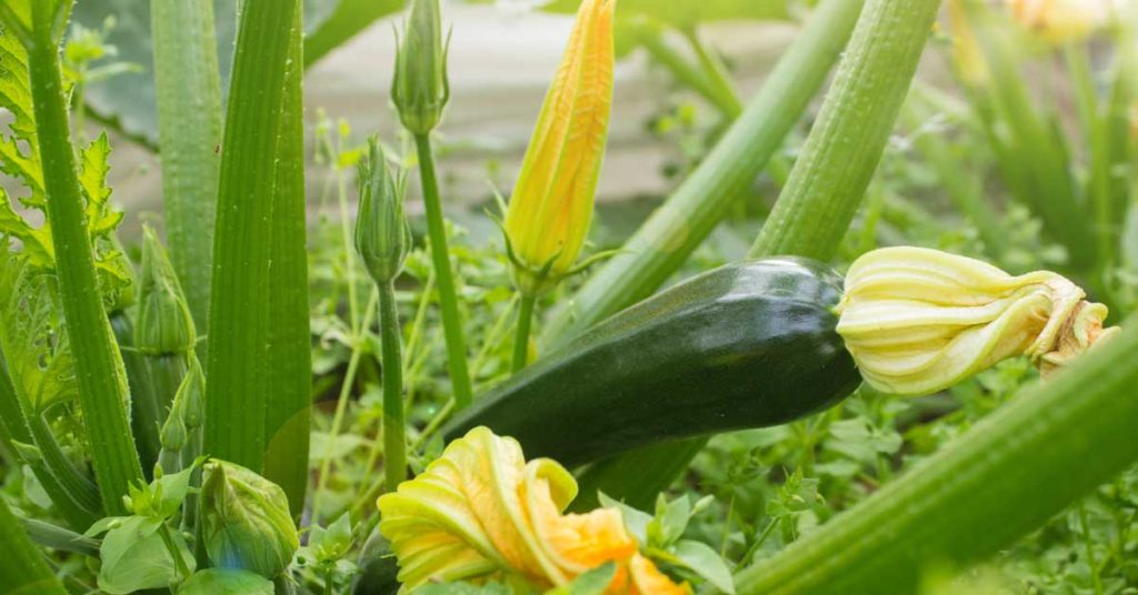 Kürbis, ideal für Selbstversorger zum Anbau in Südchile