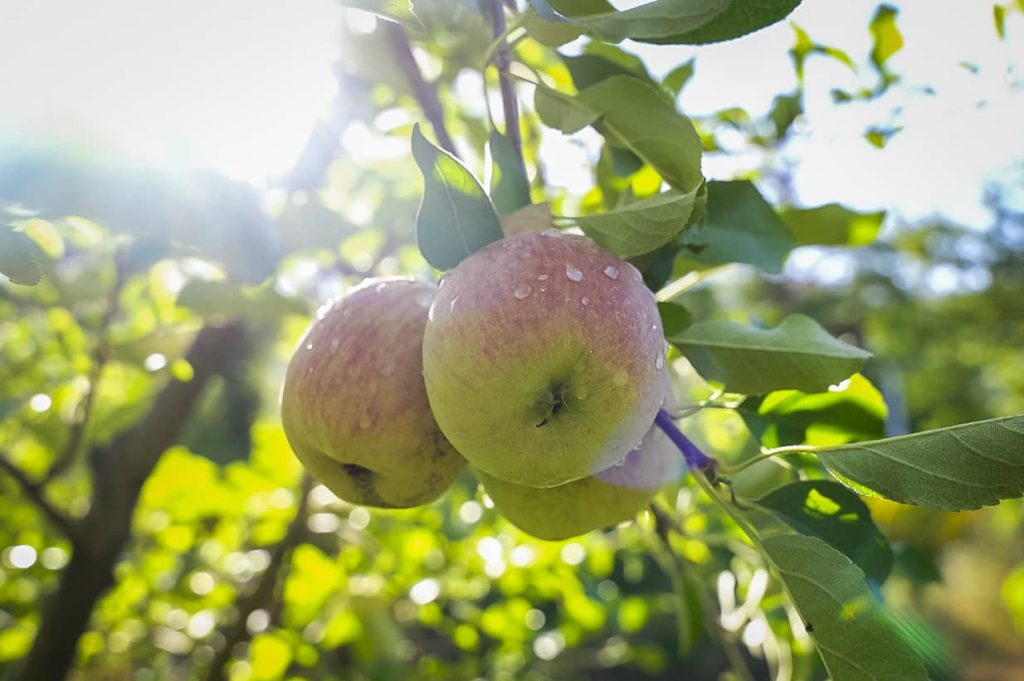 Äpfel werden auch in Südchile angebaut