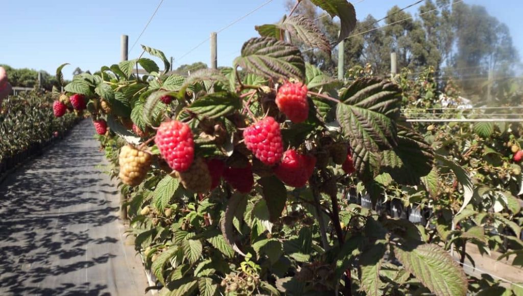 Erdbeeren in Chile