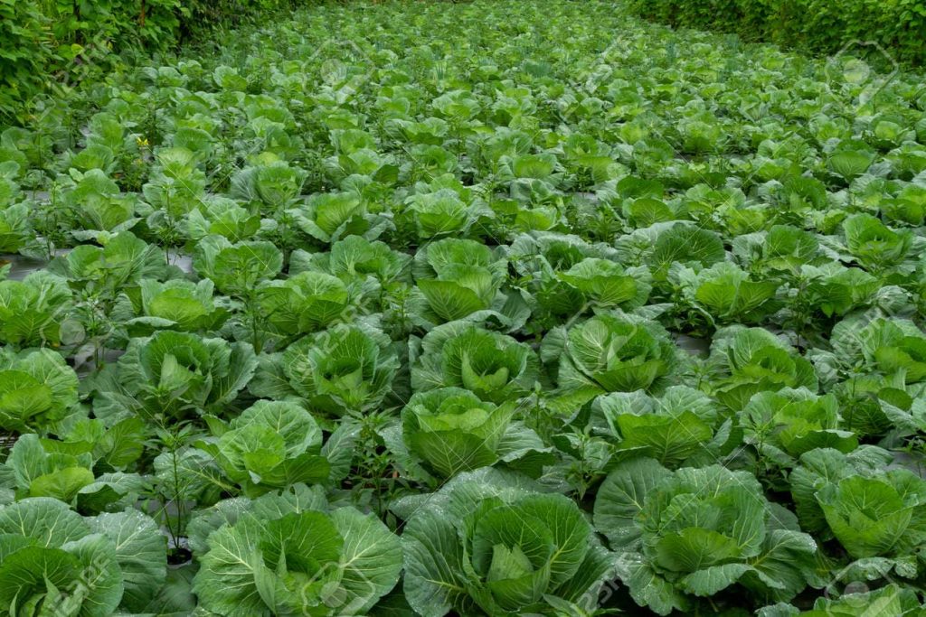 Kohl