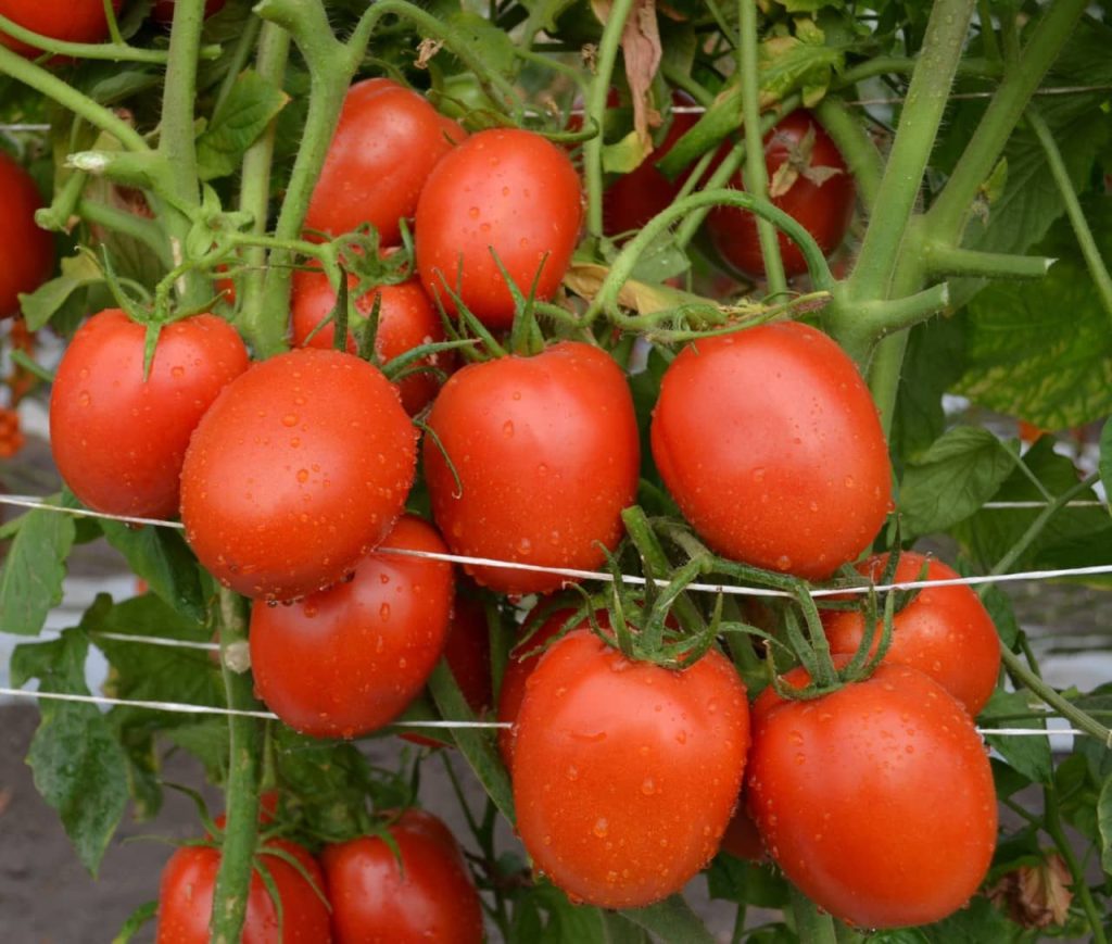 Tomaten, ideal für Selbstversorger zum Anbau in Südchile