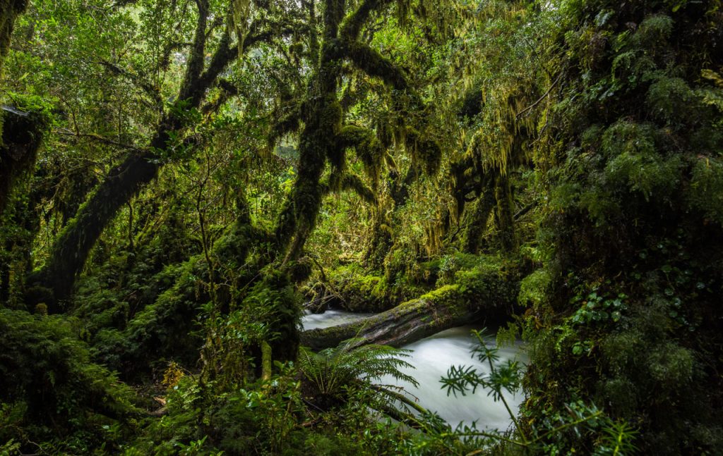 Valdivianischer Regenwald im kleinen Süden von Chile